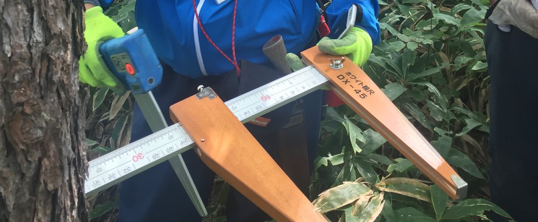 輪尺による毎木調査